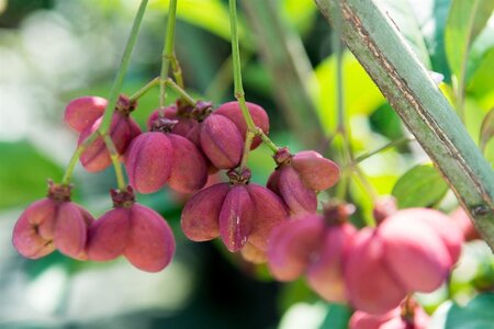 Euonymus europaeus 'Red Cascade' 60-80 cm cont. 3,0L - afbeelding 4