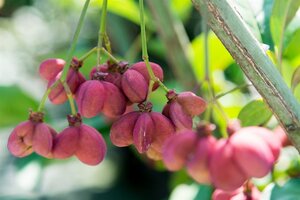 Euonymus europaeus 'Red Cascade' 60-80 cm cont. 3,0L - afbeelding 4
