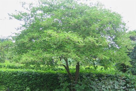 Euonymus europaeus 'Red Cascade' 60-80 cm cont. 3,0L - afbeelding 6