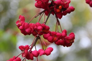 Euonymus europaeus 150-175 cm met kluit struik - afbeelding 3