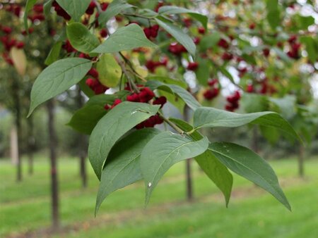 Euonymus europaeus 150-175 cm met kluit struik - afbeelding 8