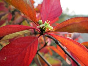 Euonymus europaeus 200-250 cm met kluit struik - afbeelding 1