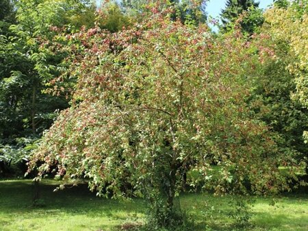 Euonymus europaeus 200-250 cm met kluit struik - afbeelding 2