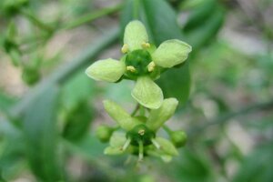 Euonymus europaeus 200-250 cm met kluit struik - afbeelding 4