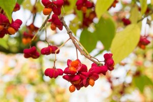 Euonymus europaeus 200-250 cm met kluit struik - afbeelding 5