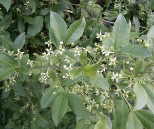 Euonymus europaeus 200-250 cm met kluit struik - afbeelding 7
