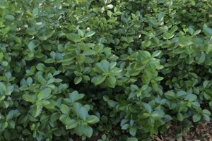 Euonymus fort. 'Coloratus' 40-60 cm cont. 3,0L - afbeelding 1