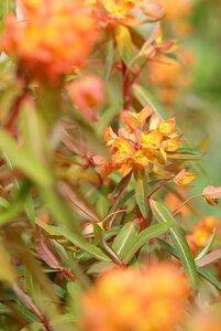 Euphorbia griff. 'Beauty Orange' geen maat specificatie 0,55L/P9cm - afbeelding 2