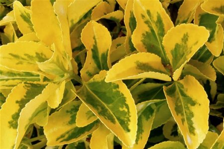 Euonymus jap. 'Aureomarginatus' 25-30 cm cont. 3,0L