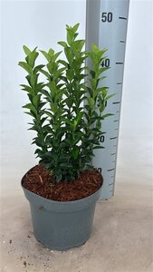 Euonymus jap. 'Green Rocket' 25-30 cm cont. 3,0L