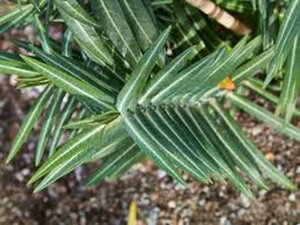 Euphorbia lathyris geen maat specificatie 0,55L/P9cm - afbeelding 1
