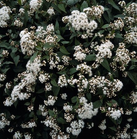 Eupatorium rugosum 'Chocolate' geen maat specificatie 0,55L/P9cm - afbeelding 2