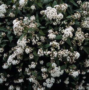 Eupatorium rugosum 'Chocolate' geen maat specificatie 0,55L/P9cm - afbeelding 2