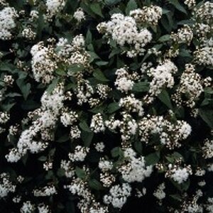Eupatorium rugosum 'Chocolate' geen maat specificatie 0,55L/P9cm - afbeelding 4