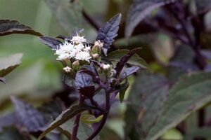 Eupatorium rugosum 'Chocolate' geen maat specificatie 0,55L/P9cm - afbeelding 5