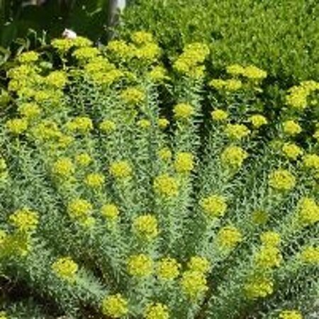 Euphorbia seguieriana niciciana geen maat specificatie 0,55L/P9cm - afbeelding 1