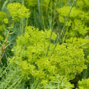 Euphorbia seguieriana niciciana geen maat specificatie 0,55L/P9cm - afbeelding 2