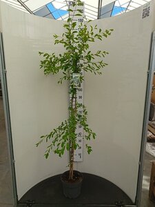 Exochorda 'The Bride' 125-150 cm cont. 7,5L - afbeelding 2