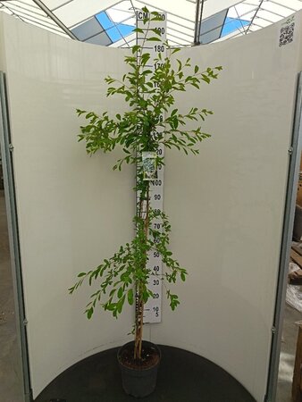 Exochorda 'The Bride' 125-150 cm cont. 7,5L - afbeelding 1