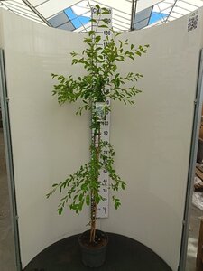 Exochorda 'The Bride' 125-150 cm cont. 7,5L - afbeelding 1
