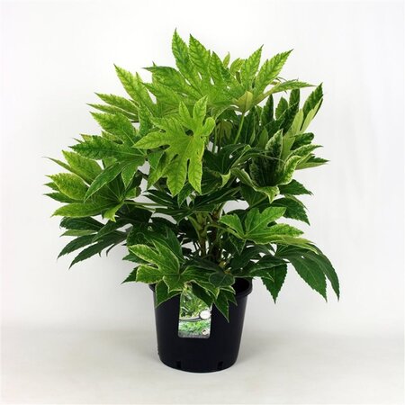 Fatsia japonica 'Spider's Web' geen maat specificatie cont. 12L - afbeelding 1