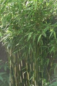 Fargesia robusta 'Pingwu' 80-100 cm cont. 5,0L