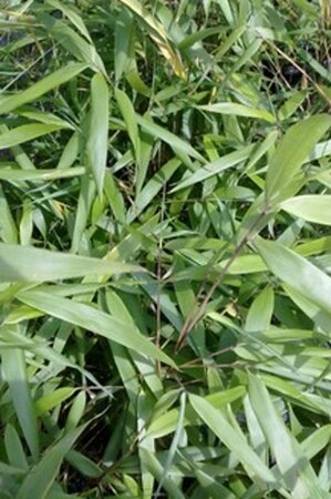 Fargesia scabrida 'Asian Wonder' 40-60 cm cont. 5,0L - afbeelding 2