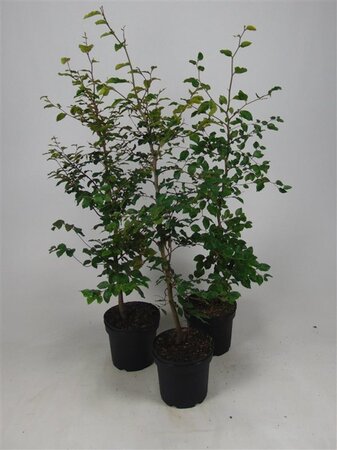 Fagus sylvatica 100-125 cm cont. 5,0L