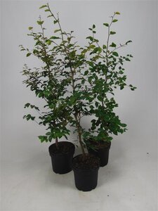 Fagus sylvatica 100-125 cm cont. 5,0L