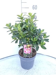 Fagus sylvatica 175-200 cm wortelgoed 3 jarig verplante zaailin - afbeelding 1