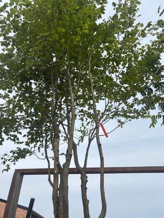 Fagus sylvatica 450-500 cm cont. 230L meerstammig - afbeelding 1
