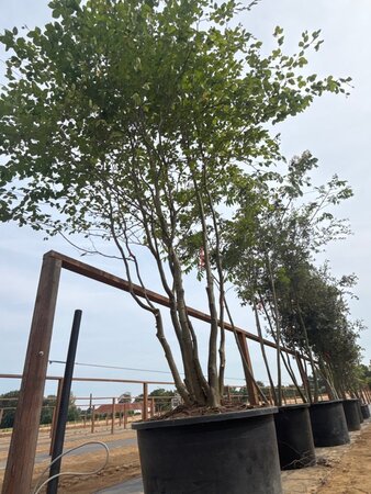 Fagus sylvatica 450-500 cm cont. 230L meerstammig - afbeelding 2
