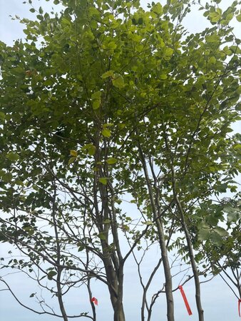 Fagus sylvatica 450-500 cm cont. 230L meerstammig - afbeelding 5