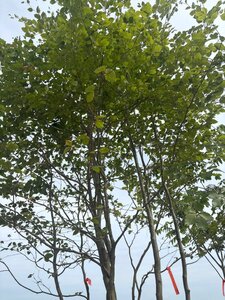 Fagus sylvatica 450-500 cm cont. 230L meerstammig - afbeelding 5