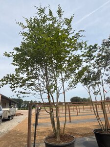 Fagus sylvatica 450-500 cm cont. 230L meerstammig - afbeelding 7