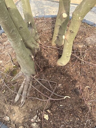 Fagus sylvatica 450-500 cm cont. 230L meerstammig - afbeelding 8