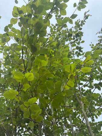 Fagus sylvatica 450-500 cm cont. 230L meerstammig - afbeelding 3