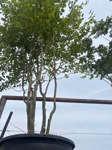 Fagus sylvatica 450-500 cm cont. 230L meerstammig - afbeelding 4