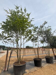 Fagus sylvatica 450-500 cm cont. 230L meerstammig - afbeelding 6