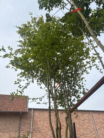Fagus sylvatica 450-500 cm cont. 230L meerstammig - afbeelding 9