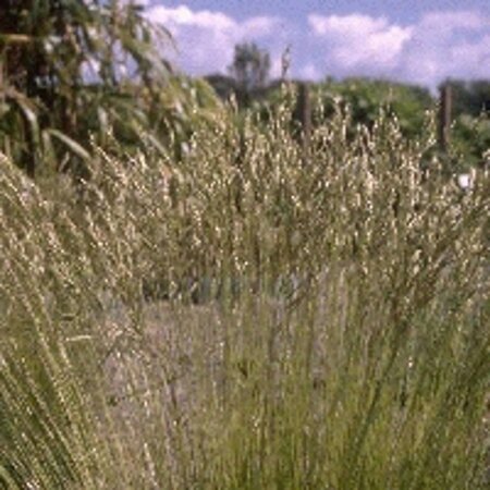 Festuca gautieri geen maat specificatie 0,55L/P9cm - afbeelding 6