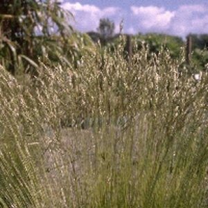 Festuca gautieri geen maat specificatie 0,55L/P9cm - afbeelding 6