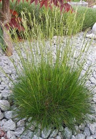 Festuca gautieri geen maat specificatie 0,55L/P9cm - afbeelding 3