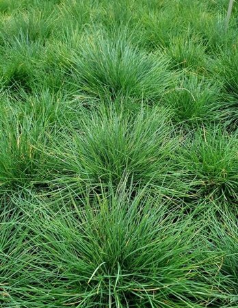 Festuca gautieri geen maat specificatie 0,55L/P9cm - afbeelding 4