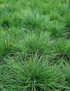 Festuca gautieri geen maat specificatie 0,55L/P9cm - afbeelding 4