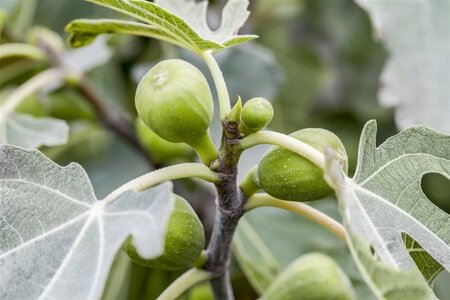 Ficus carica 14-16 Halfstam container - afbeelding 1