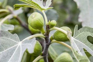 Ficus carica 16-18 Halfstam container