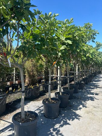 Ficus carica 16-18 Halfstam container - afbeelding 3