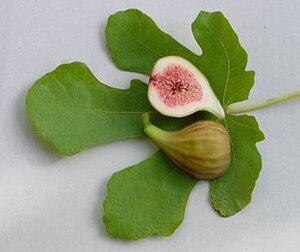 Ficus carica 175-200 cm cont. 150L solitair