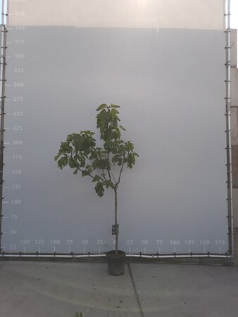 Ficus carica halfstam container - afbeelding 4